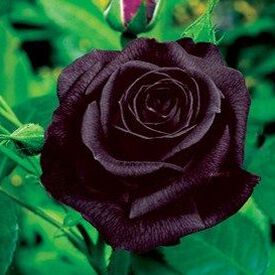Black Bush, Rose Seeds